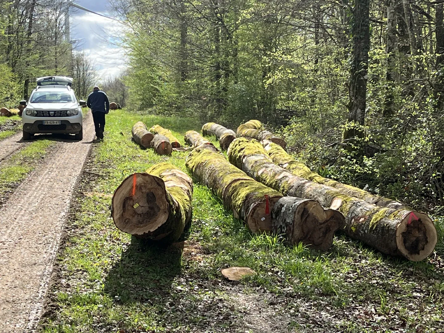 grumes débardées en bord de chemin